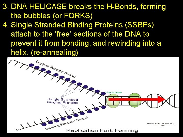 3. DNA HELICASE breaks the H-Bonds, forming the bubbles (or FORKS) 4. Single Stranded