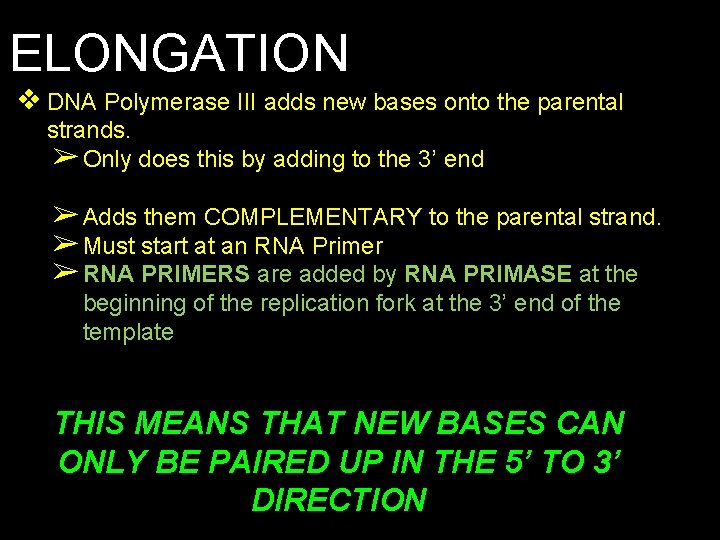 ELONGATION ❖ DNA Polymerase III adds new bases onto the parental strands. ➢ Only