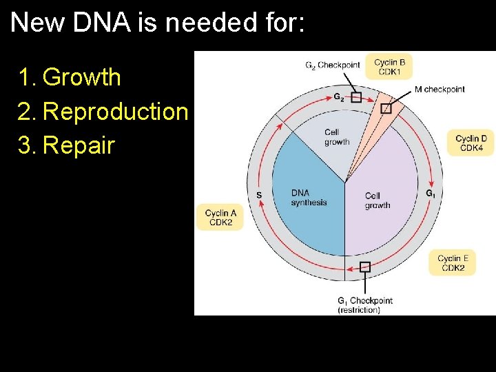 New DNA is needed for: 1. Growth 2. Reproduction 3. Repair 
