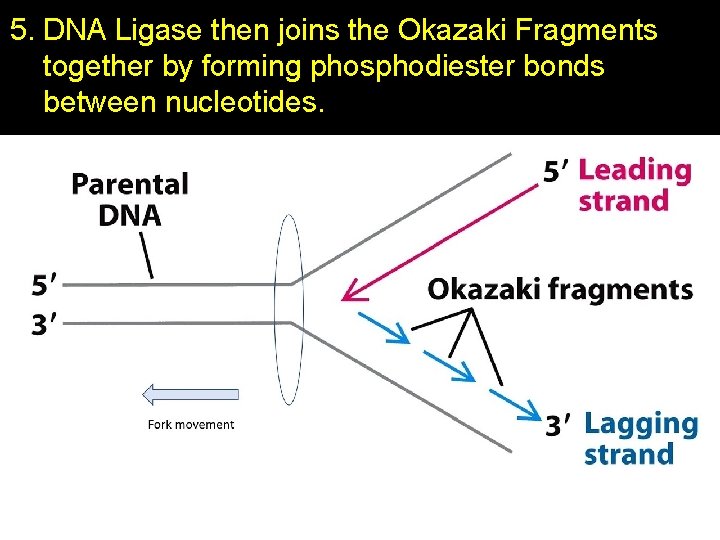 5. DNA Ligase then joins the Okazaki Fragments together by forming phosphodiester bonds between
