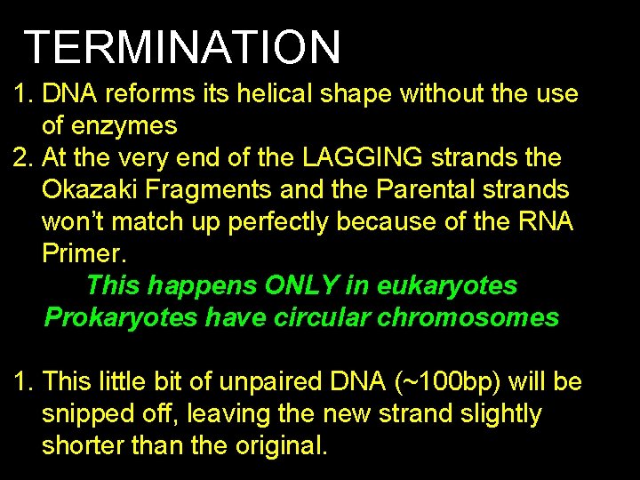 TERMINATION 1. DNA reforms its helical shape without the use of enzymes 2. At