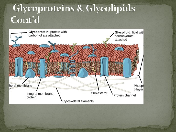 Glycoproteins & Glycolipids Cont’d 
