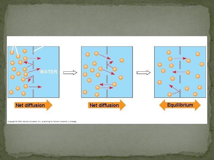 Molecules of dye Membrane (cross section) WATER Net diffusion (a) Diffusion of one solute