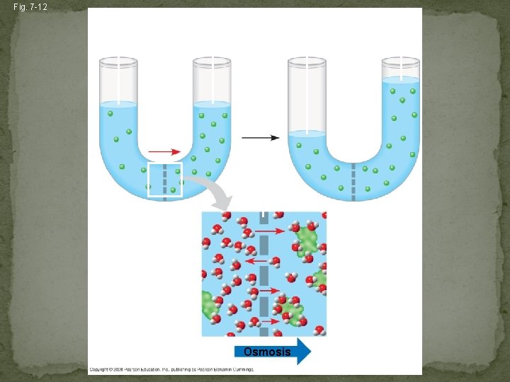 Fig. 7 -12 Lower concentration of solute (sugar) Higher concentration of sugar H 2