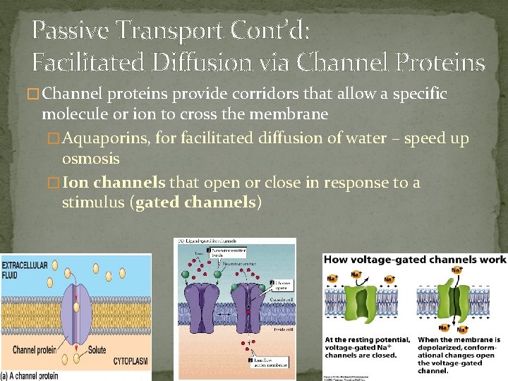 Passive Transport Cont’d: Facilitated Diffusion via Channel Proteins � Channel proteins provide corridors that