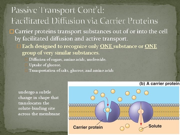 Passive Transport Cont’d: Facilitated Diffusion via Carrier Proteins � Carrier proteins transport substances out