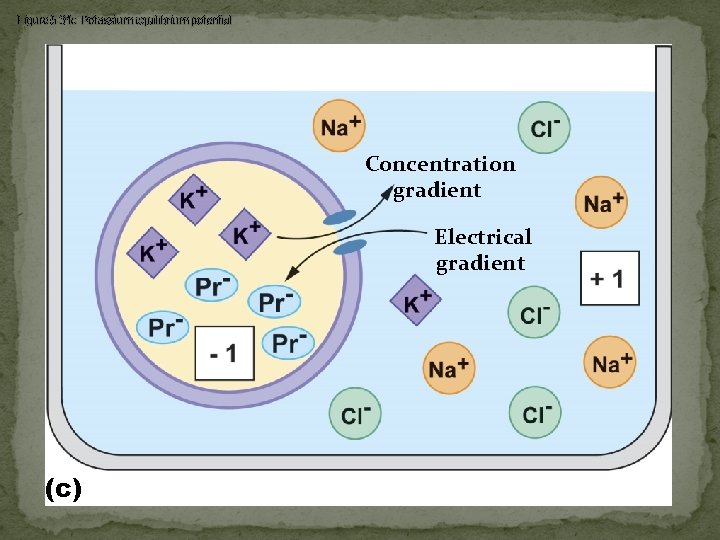 Figure 5 -31 c Potassium equilibrium potential Concentration gradient Electrical gradient (c) 