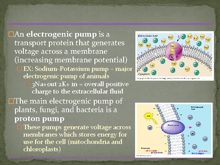 �An electrogenic pump is a transport protein that generates voltage across a membrane (increasing