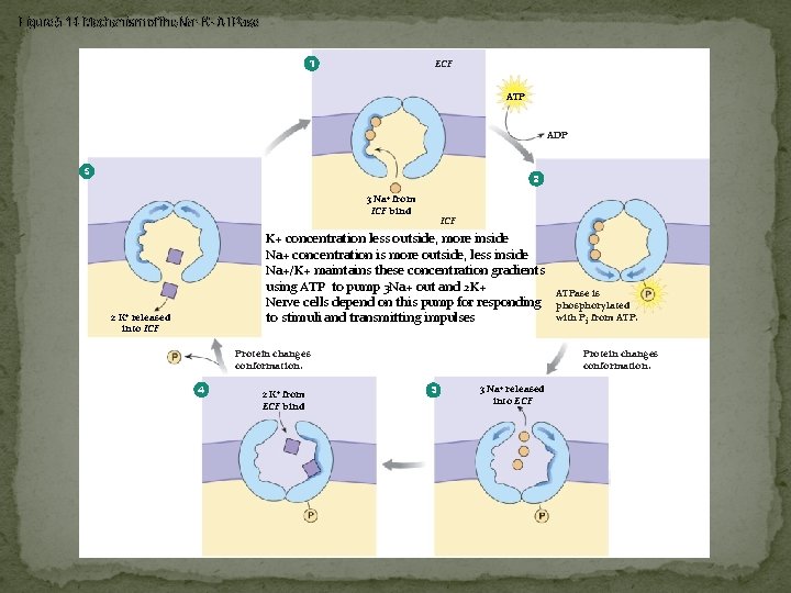 Figure 5 -14 Mechanism of the Na+-K+-ATPase 1 ECF ATP ADP 5 2 3