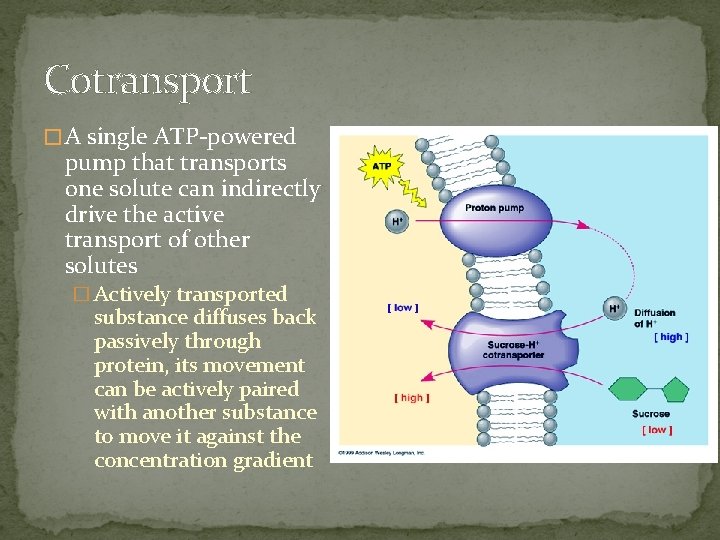 Cotransport � A single ATP-powered pump that transports one solute can indirectly drive the