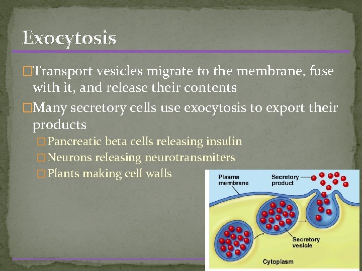 Exocytosis �Transport vesicles migrate to the membrane, fuse with it, and release their contents