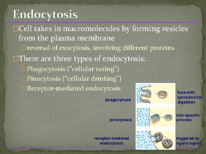 Endocytosis �Cell takes in macromolecules by forming vesicles from the plasma membrane � reversal