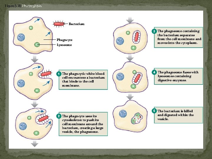 Figure 5 -20 Phagocytosis Bacterium Phagocyte Lysosome 1 The phagocytic white blood cell encounters