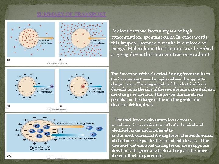 SUMMARY OF TRANSPORT Molecules move from a region of high concentration, spontaneously. In other
