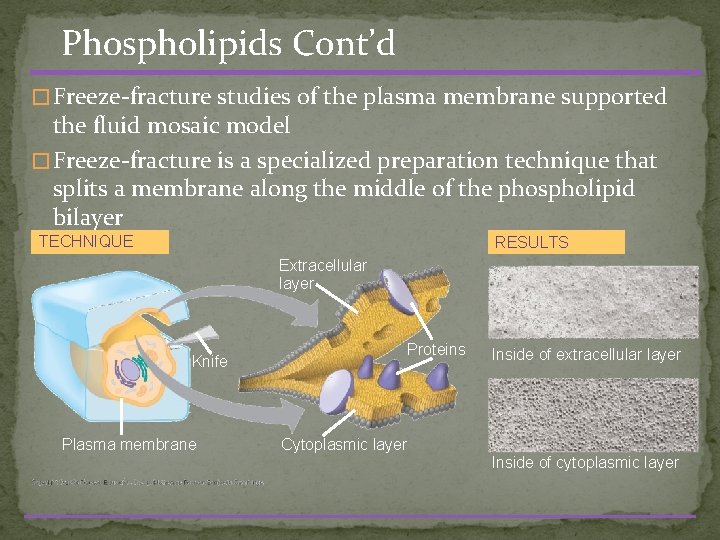 Phospholipids Cont’d � Freeze-fracture studies of the plasma membrane supported the fluid mosaic model