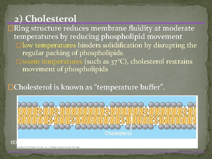 2) Cholesterol �Ring structure reduces membrane fluidity at moderate temperatures by reducing phospholipid movement