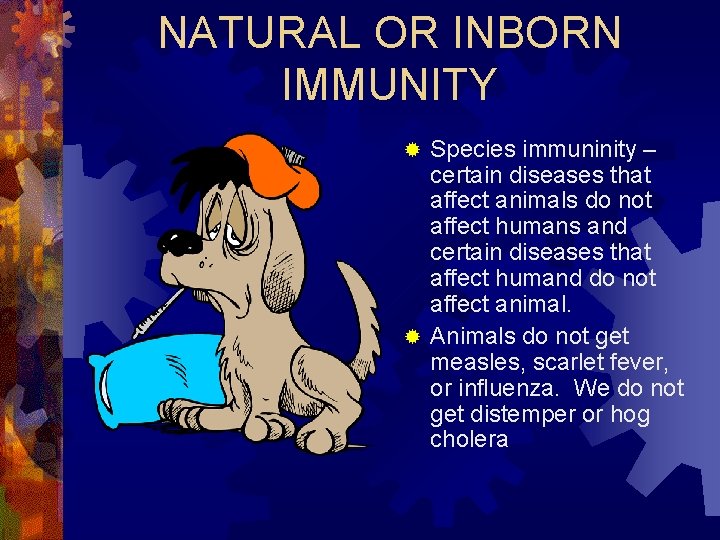 NATURAL OR INBORN IMMUNITY Species immuninity – certain diseases that affect animals do not