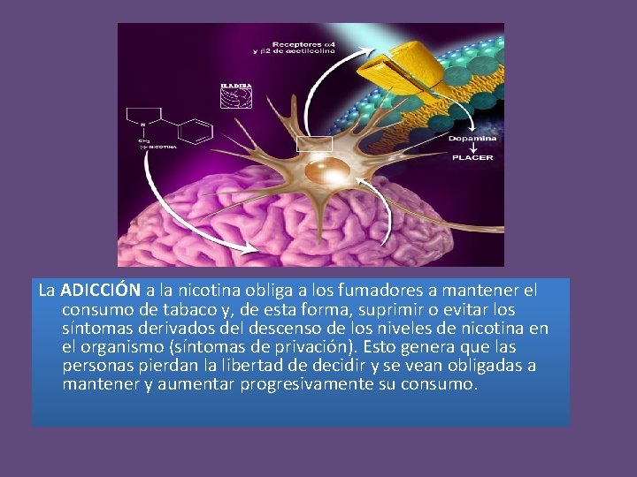 La ADICCIÓN a la nicotina obliga a los fumadores a mantener el consumo de