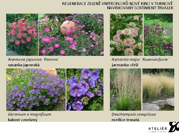 REGENERACE ZELENĚ VNITROBLOKŮ NOVÉ KINO V TURNOVĚ NAVRHOVANÝ SORTIMENT TRVALEK Anemone japonica ´Pamina´ sasanka