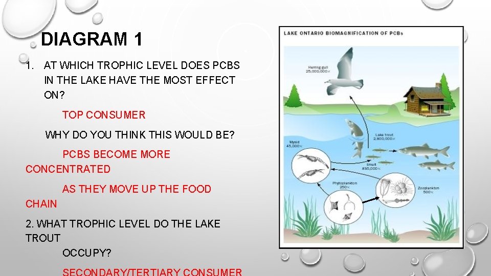 DIAGRAM 1 1. AT WHICH TROPHIC LEVEL DOES PCBS IN THE LAKE HAVE THE