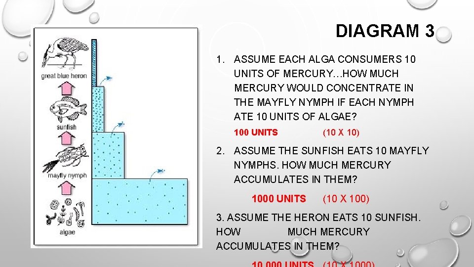 DIAGRAM 3 1. ASSUME EACH ALGA CONSUMERS 10 UNITS OF MERCURY…HOW MUCH MERCURY WOULD