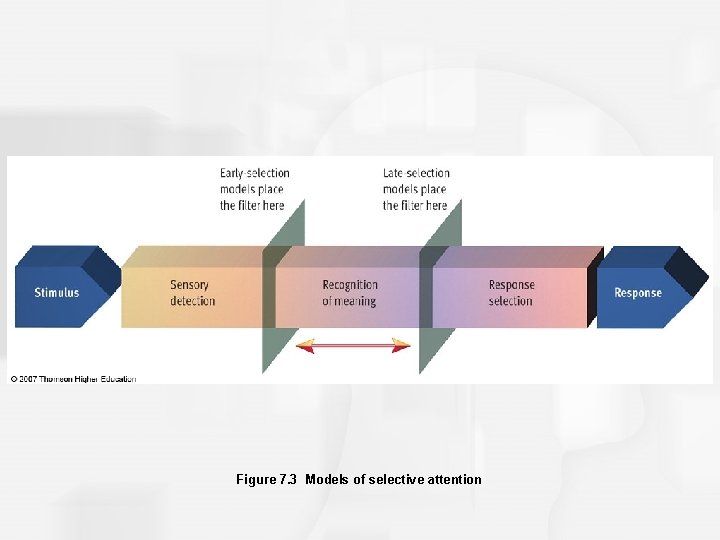 Figure 7. 3 Models of selective attention 