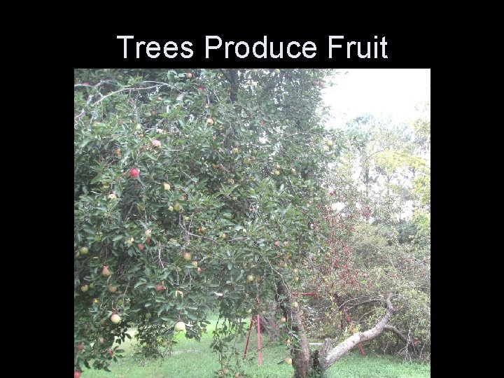 Trees Produce Fruit 