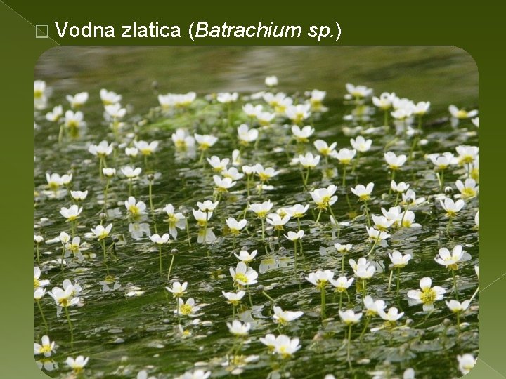 � Vodna zlatica (Batrachium sp. ) 