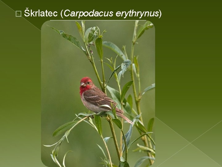 � Škrlatec (Carpodacus erythrynus) 