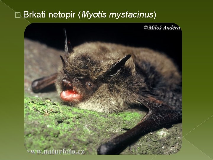 � Brkati netopir (Myotis mystacinus) 