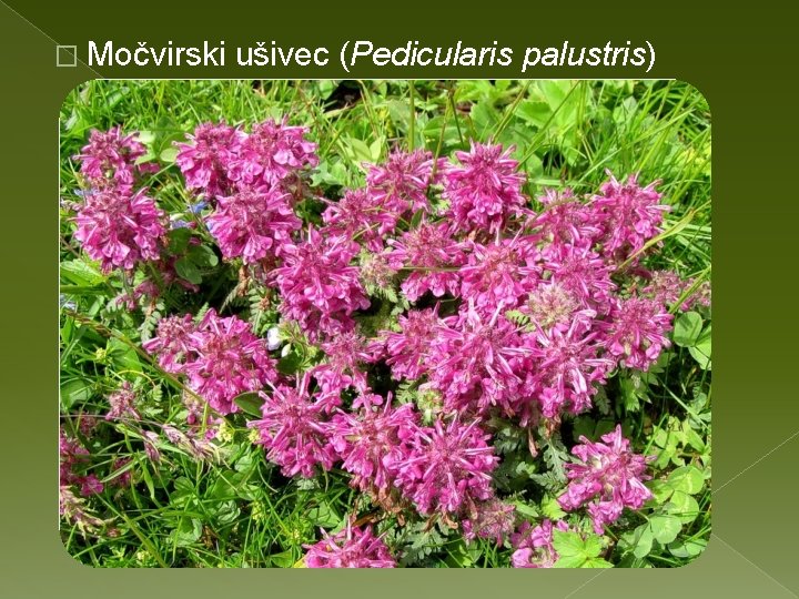 � Močvirski ušivec (Pedicularis palustris) 