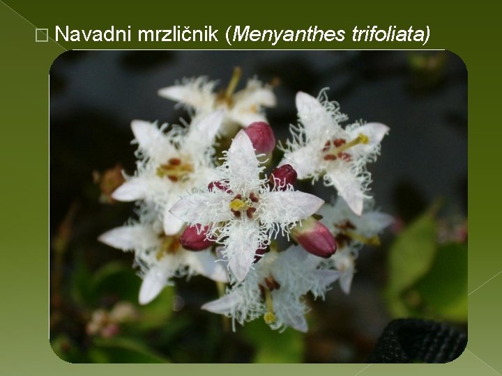 � Navadni mrzličnik (Menyanthes trifoliata) 