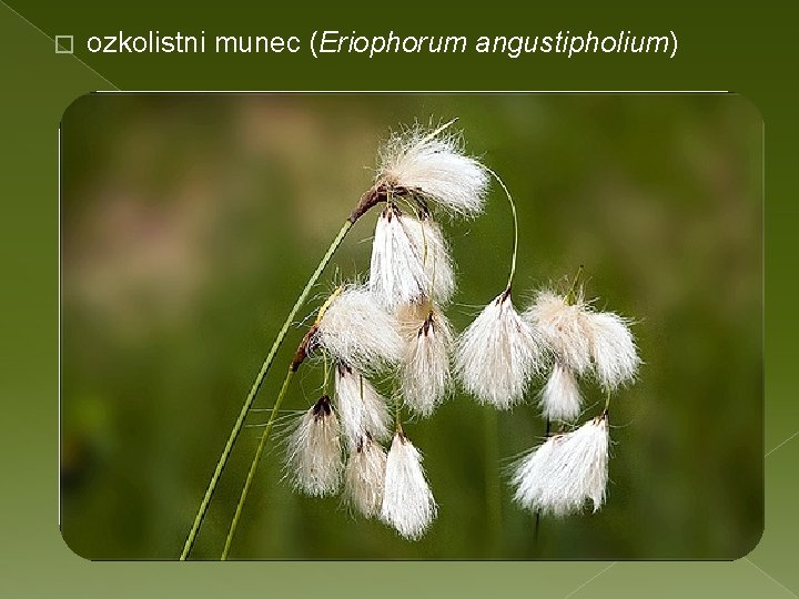 � ozkolistni munec (Eriophorum angustipholium) 