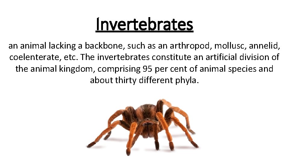 Invertebrates an animal lacking a backbone, such as an arthropod, mollusc, annelid, coelenterate, etc.