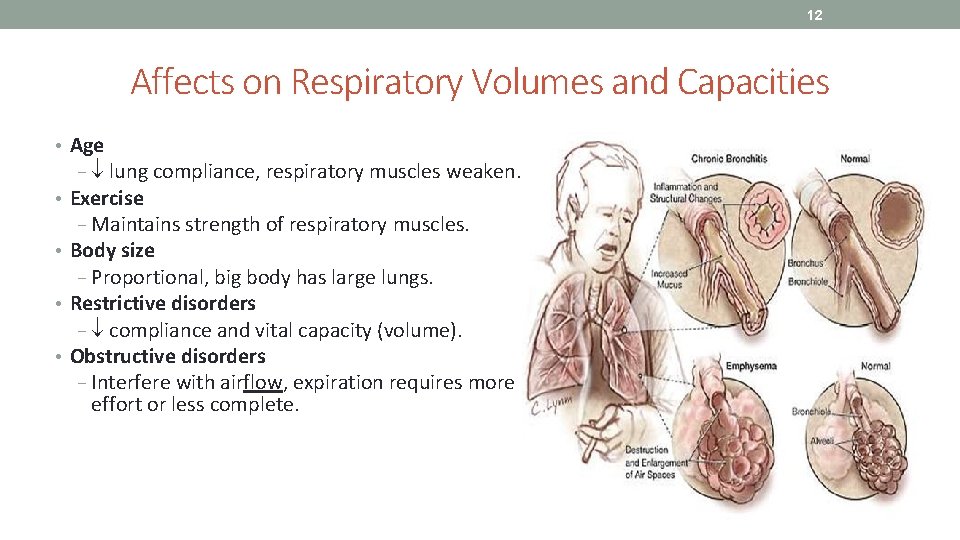 12 Affects on Respiratory Volumes and Capacities • Age − lung compliance, respiratory muscles