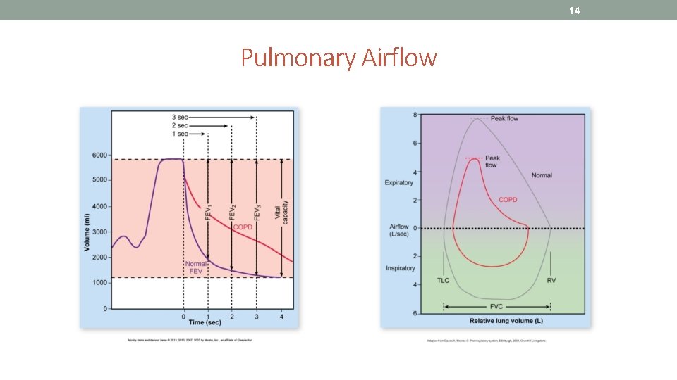 14 Pulmonary Airflow 