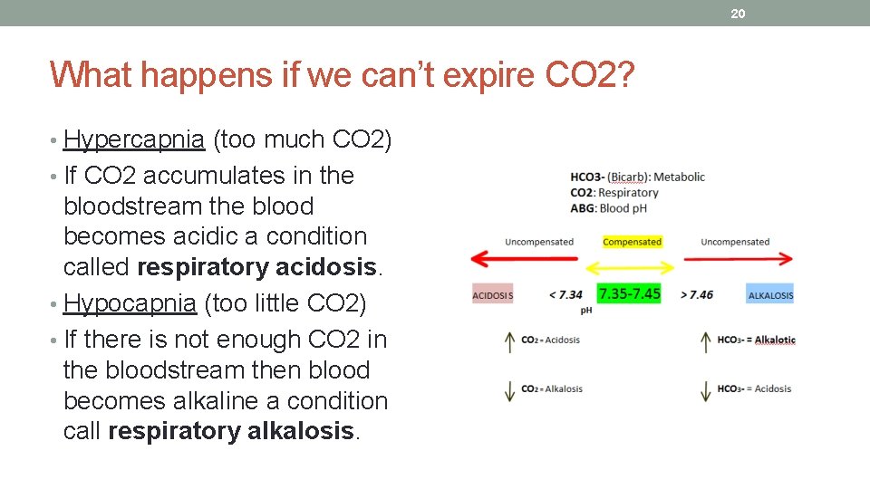 20 What happens if we can’t expire CO 2? • Hypercapnia (too much CO