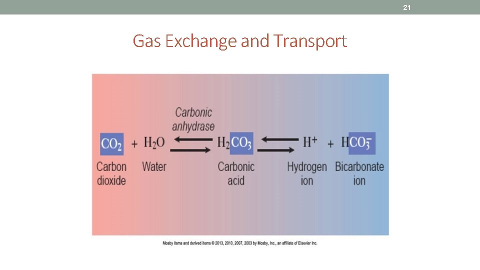 21 Gas Exchange and Transport 