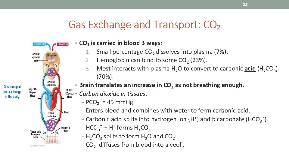 22 Gas Exchange and Transport: CO₂ • CO₂ is carried in blood 3 ways: