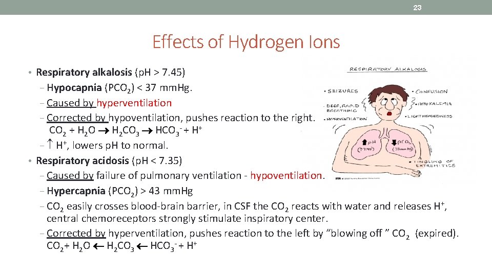 23 Effects of Hydrogen Ions • Respiratory alkalosis (p. H > 7. 45) −