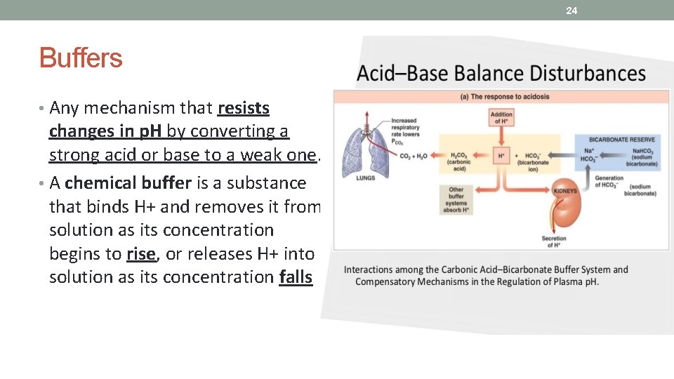 24 Buffers • Any mechanism that resists changes in p. H by converting a