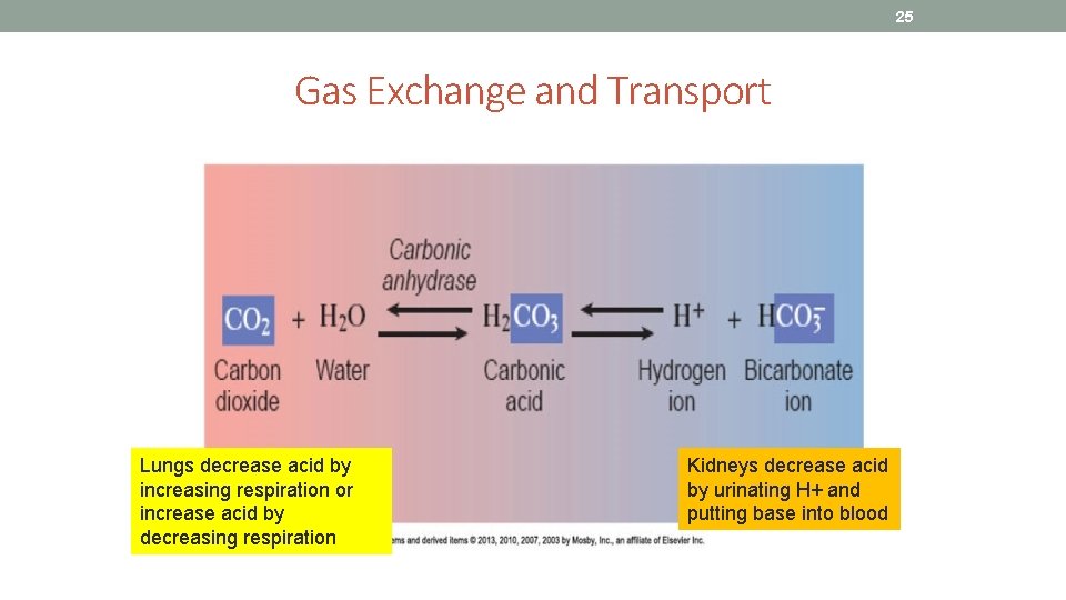 25 Gas Exchange and Transport Lungs decrease acid by increasing respiration or increase acid