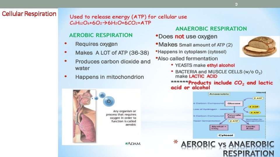 3 Cellular Respiration 
