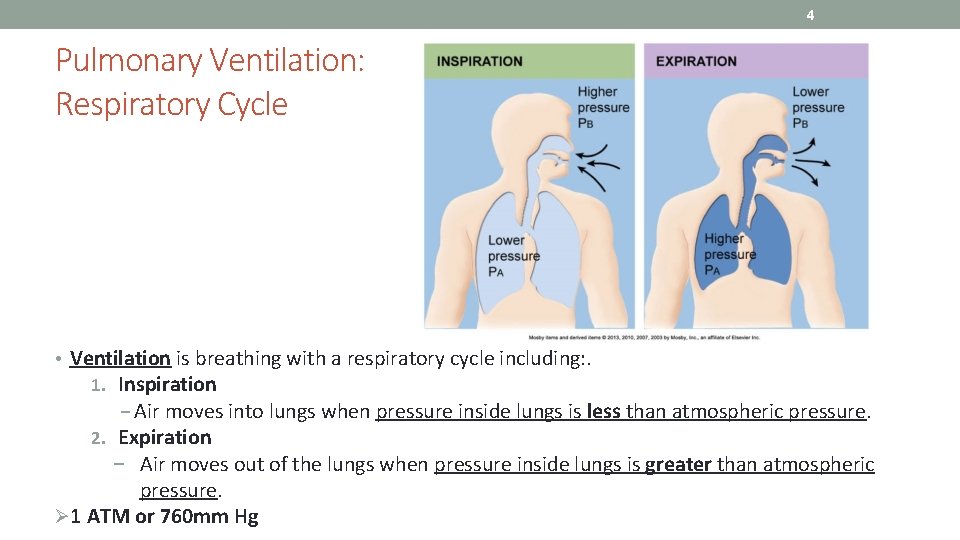 4 Pulmonary Ventilation: Respiratory Cycle • Ventilation is breathing with a respiratory cycle including:
