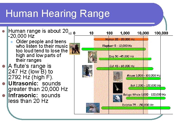 Human Hearing Range l Human range is about 20 -20, 000 Hz l Older