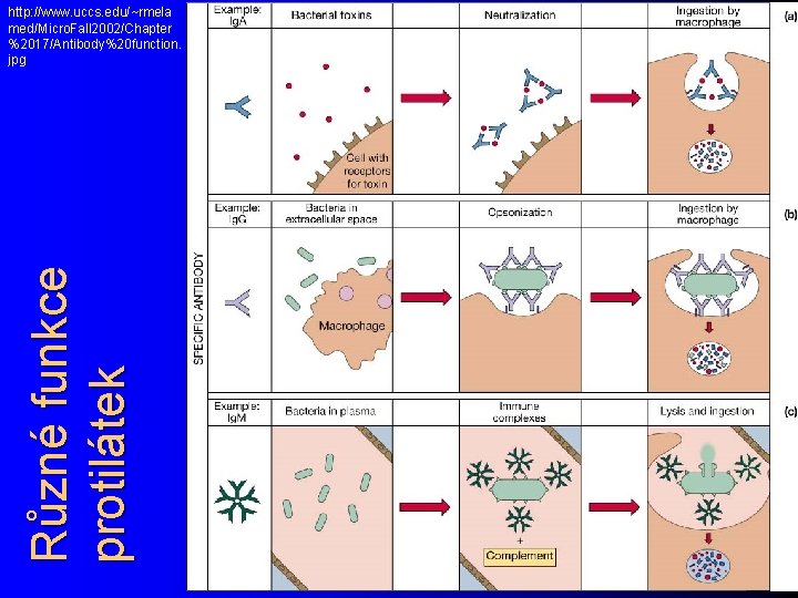 Různé funkce protilátek http: //www. uccs. edu/~rmela med/Micro. Fall 2002/Chapter %2017/Antibody%20 function. jpg 