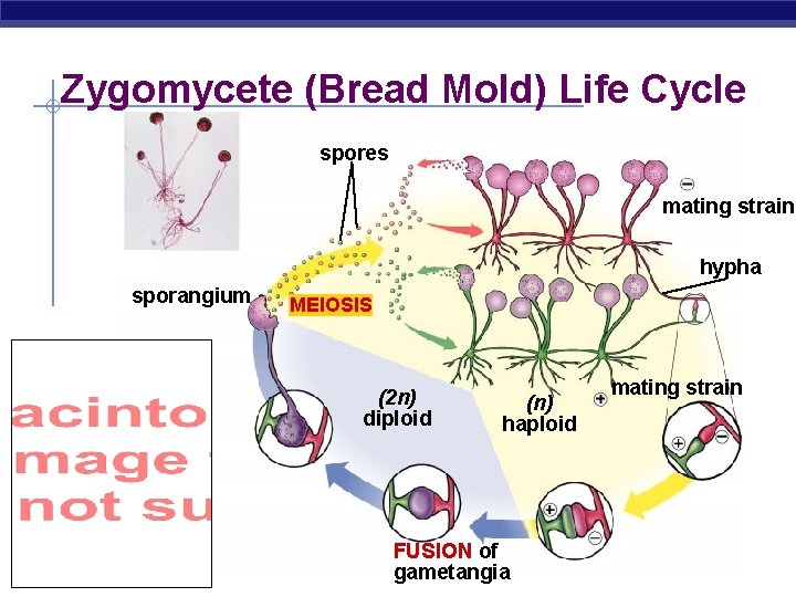 Zygomycete (Bread Mold) Life Cycle spores mating strain hypha sporangium MEIOSIS (2 n) diploid