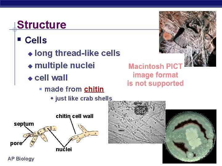 Structure § Cells long thread-like cells u multiple nuclei u cell wall u §