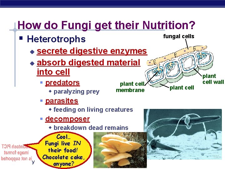 How do Fungi get their Nutrition? fungal cells § Heterotrophs secrete digestive enzymes u