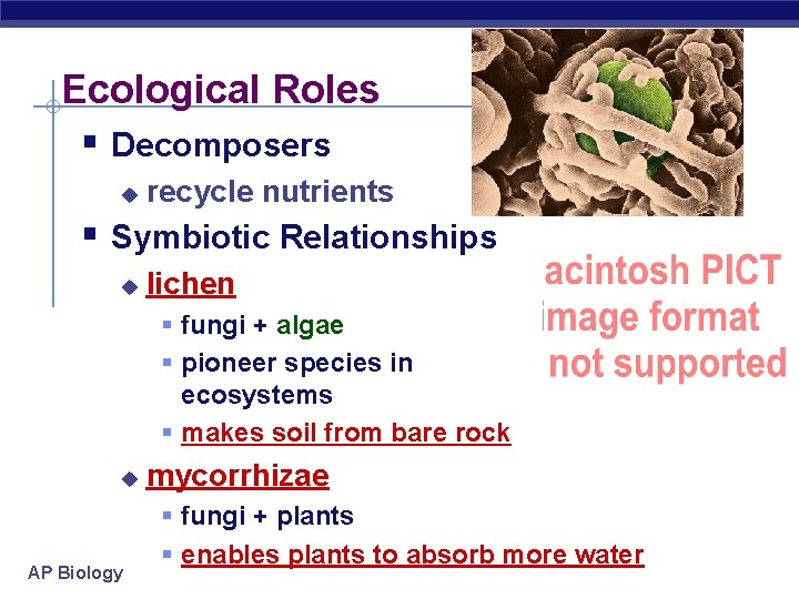 Ecological Roles § Decomposers u recycle nutrients § Symbiotic Relationships u lichen § fungi